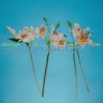 Bryan & Katie Torwalt - "Hallelujah In The Hard Things"