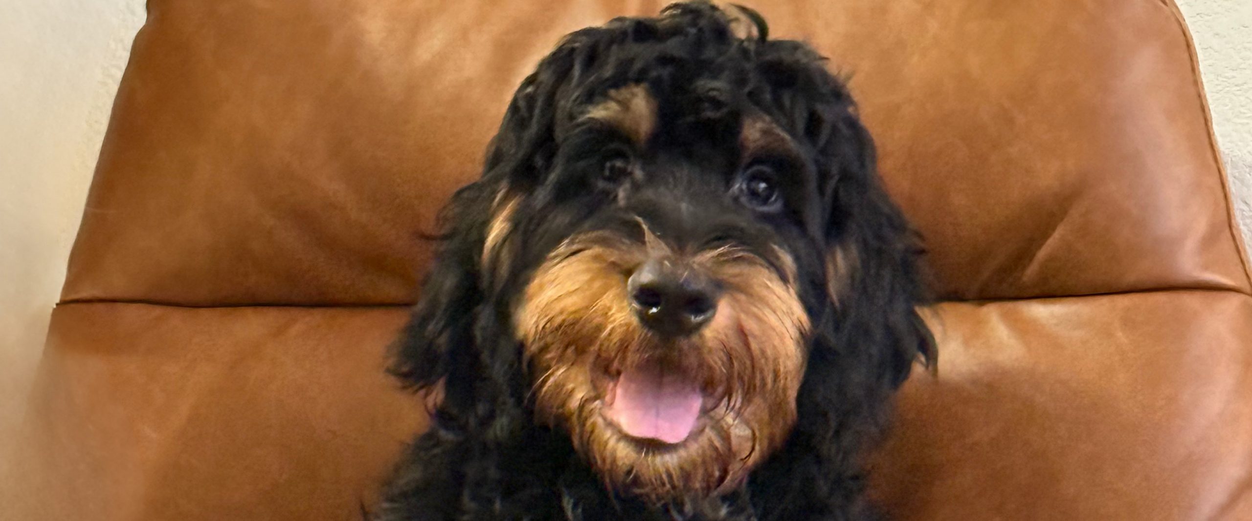 Meet Herman, the Newest Member of the 20 The Countdown Family